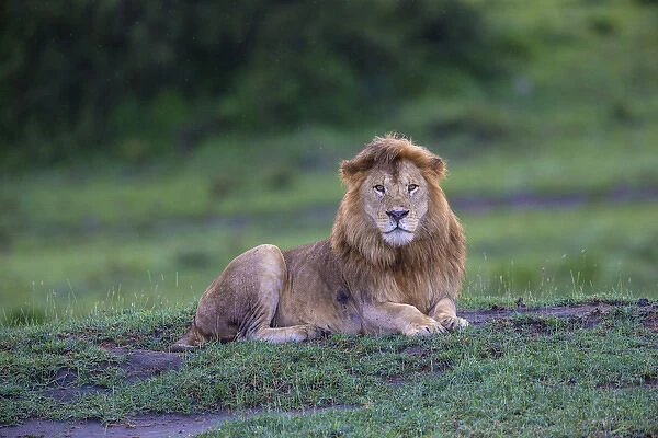 Africa. Tanzania. Male African lion (Panthera leo) at Ndutu in Serengeti NP