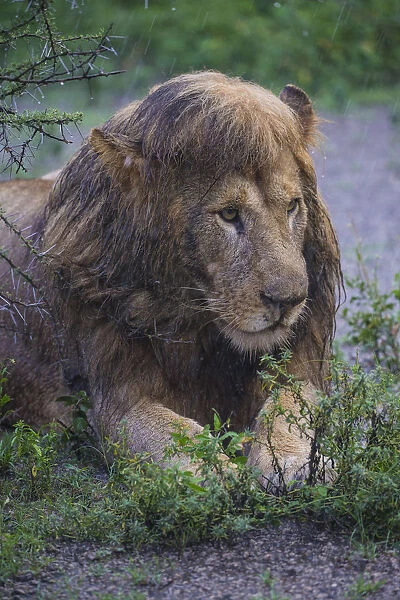 Africa. Tanzania. Male African lion (Panthera leo) after a rainstorm at Ndutu in