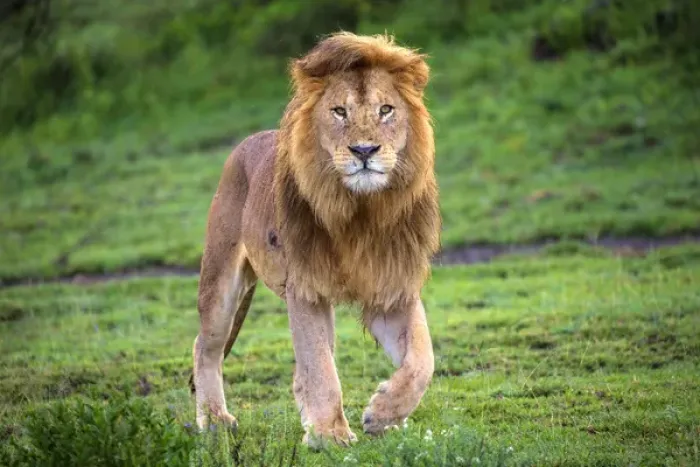 Framed Print : Africa. Tanzania. Male African lion (Panthera leo) at Ndutu in Serengeti NP Framed Print : Africa. Tanzania. Male African lion (Panthera leo) at Ndutu in Serengeti NP
