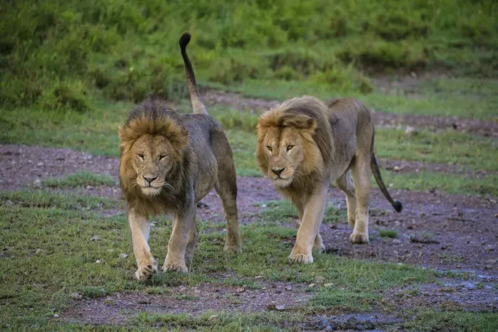 Framed Print : Africa. Tanzania. Male African lions (Panthera leo) at Ndutu in Serengeti NP Framed Print : Africa. Tanzania. Male African lions (Panthera leo) at Ndutu in Serengeti NP