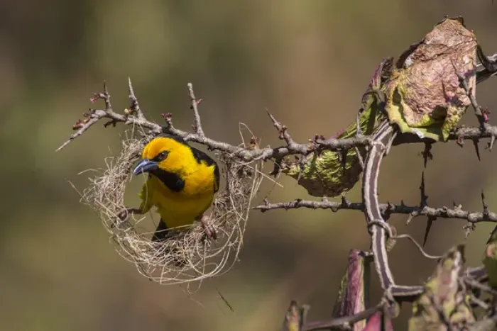Framed Print : Africa. Tanzania. Male black-necked weaver (Ploceus nigricollis melanoxanthus) nest-building