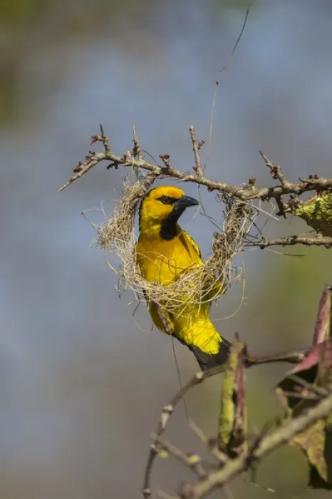 Framed Print : Africa. Tanzania. Male black-necked weaver (Ploceus nigricollis melanoxanthus) nest-building Framed Print : Africa. Tanzania. Male black-necked weaver (Ploceus nigricollis melanoxanthus) nest-building