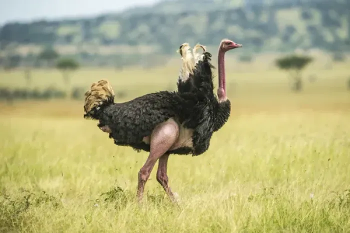 Framed Print : Africa, Tanzania, male ostrich Framed Print : Africa, Tanzania, male ostrich