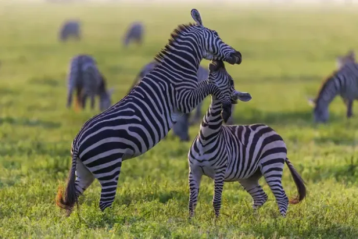 Framed Print : Africa. Tanzania. Male Zebra stallions (Equus quagga) fighting in Serengeti NP