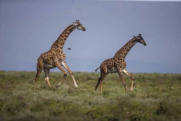 Africa. Tanzania. Masai giraffes (Giraffa tippelskirchi) at Ndutu in Serengeti NP