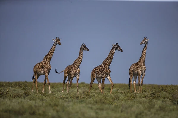 Africa. Tanzania. Masai giraffes (Giraffa tippelskirchi) at Ndutu in Serengeti NP