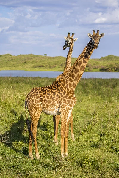 Africa. Tanzania. Masai giraffes (Giraffa tippelskirchi) at Arusha NP