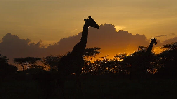 Africa. Tanzania. Masai giraffes (Giraffa tippelskirchi) at sunset at Ndutu in Serengeti