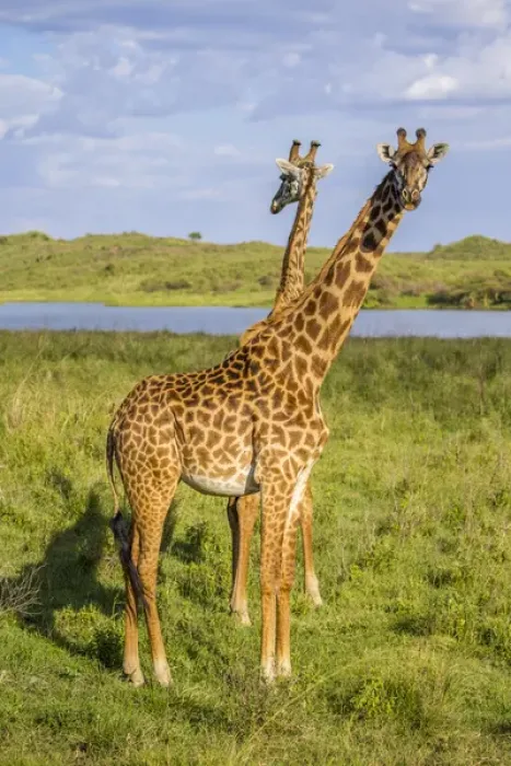 Framed Print : Africa. Tanzania. Masai giraffes (Giraffa tippelskirchi) at Arusha NP