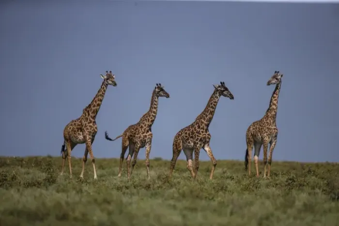 Framed Print : Africa. Tanzania. Masai giraffes (Giraffa tippelskirchi) at Ndutu in Serengeti NP Framed Print : Africa. Tanzania. Masai giraffes (Giraffa tippelskirchi) at Ndutu in Serengeti NP
