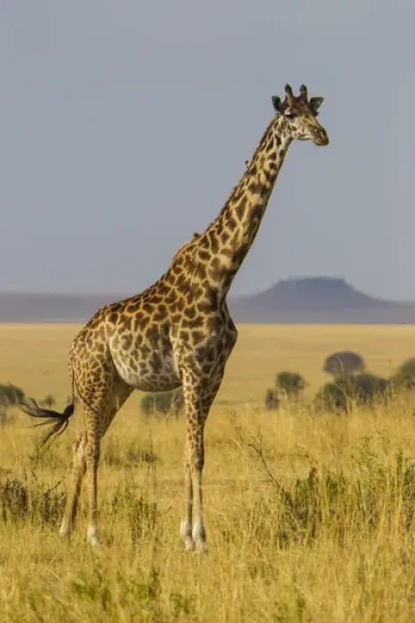 Framed Print : Africa. Tanzania. Masai giraffes (Giraffa tippelskirchi) at Serengeti NP Framed Print : Africa. Tanzania. Masai giraffes (Giraffa tippelskirchi) at Serengeti NP