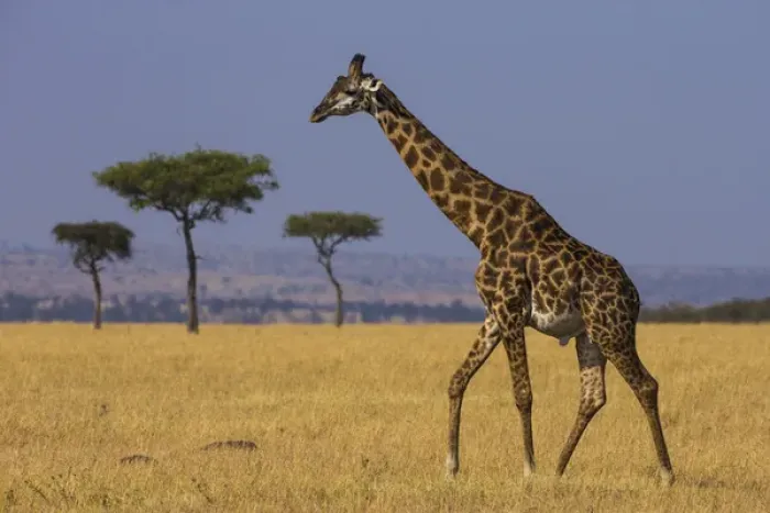 Framed Print : Africa. Tanzania. Masai giraffes (Giraffa tippelskirchi) at Serengeti NP Framed Print : Africa. Tanzania. Masai giraffes (Giraffa tippelskirchi) at Serengeti NP