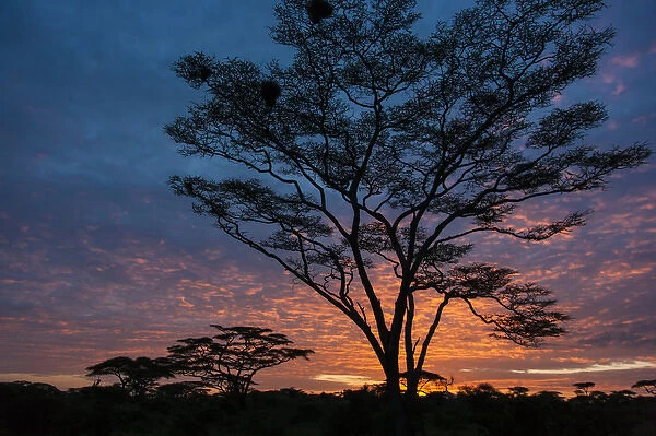 Africa. Tanzania. Morning sunrise at Ndutu in Serengeti NP