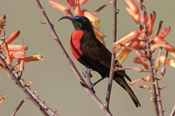 Africa, Tanzania, Ndutu. Scarlet-chested Sunbird (Chalcomitra senegalensis)