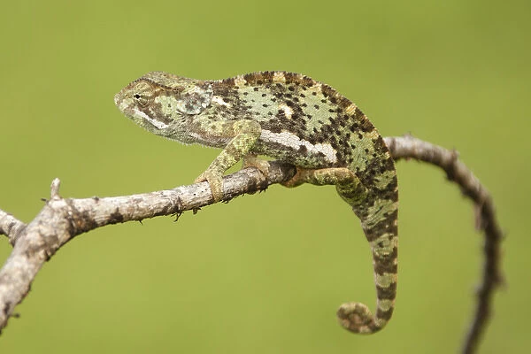 Africa, Tanzania, Ndutu, Serengeti NP, Flap-necked Chameleon, Chamaeleo dilepis