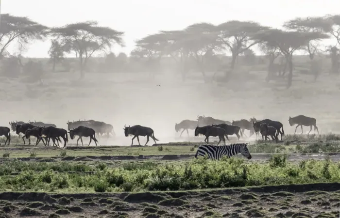 Framed Print : Africa, Tanzania, Ndutu. Wildebeest or Brindled Gnu (Connochaetes taurinus) migration Framed Print : Africa, Tanzania, Ndutu. Wildebeest or Brindled Gnu (Connochaetes taurinus) migration