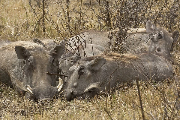 Africa, Tanzania, Ngorongoro Conservation Area. Warthog family sleeping. Credit as