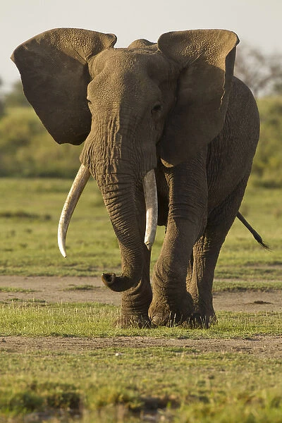 Africa, Tanzania, Ngorongoro Conservation Area, Serengeti National Park, African Elephant