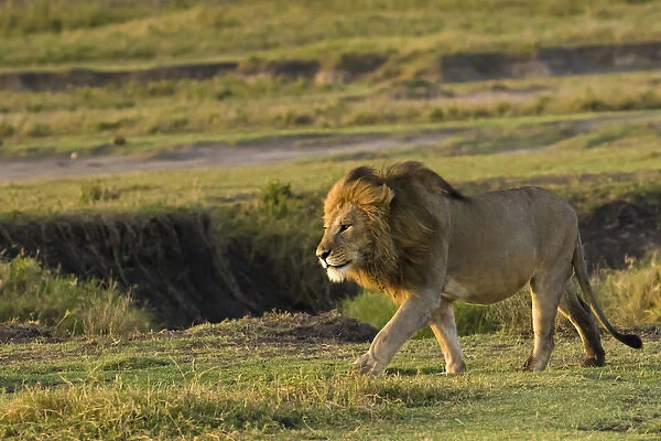 Africa; Tanzania; Ngorongoro Conservation Area. A male lion (Panthera leo)