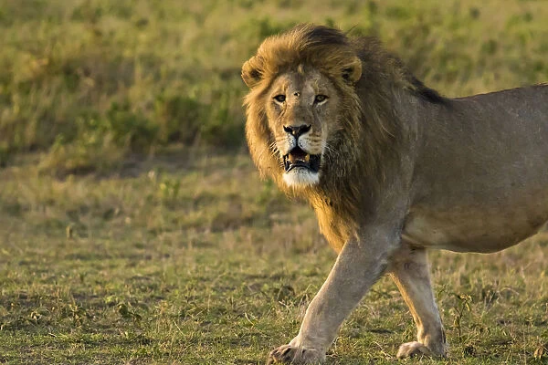 Africa, Tanzania, Ngorongoro Conservation Area. Male lion (Panthera leo)