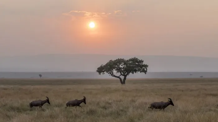 Framed Print : Africa, Tanzania, Ngorongoro Conservation Area. Animals crossing savannah at sunset