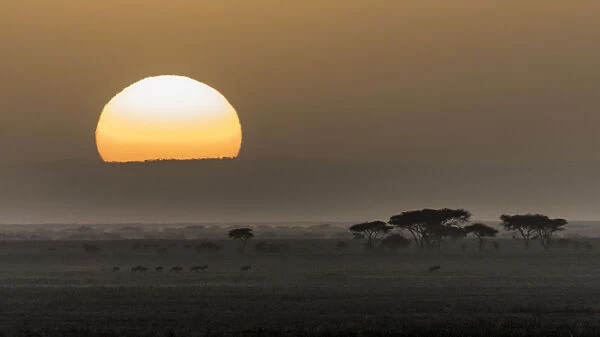 Africa, Tanzania, Ngorongoro Conservation Area. Animals crossing savannah at sunset