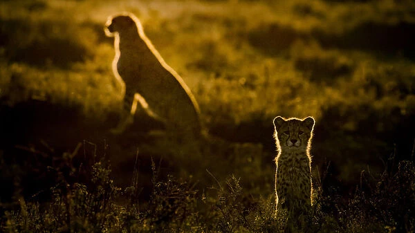 Africa, Tanzania, Ngorongoro Conservation Area. Adult and young cheetahs at sunset
