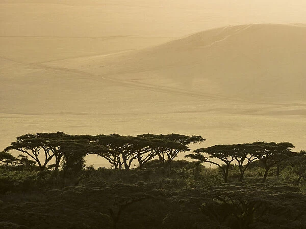 Africa, Tanzania, Ngorongoro Conservation Area. Highlands trees in shade. Credit as