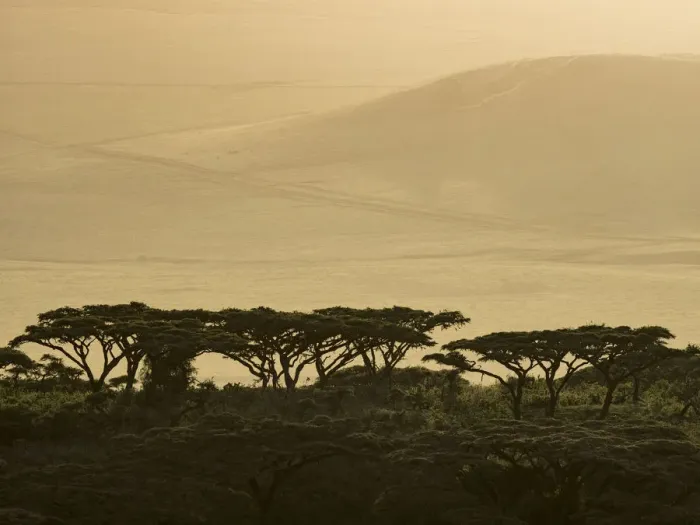 Framed Print : Africa, Tanzania, Ngorongoro Conservation Area. Highlands trees in shade. Credit as Framed Print : Africa, Tanzania, Ngorongoro Conservation Area. Highlands trees in shade. Credit as