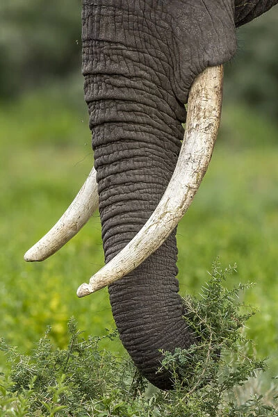 Africa, Tanzania, Ngorongoro Conservation Area, Close up of large ivory tusks of Bull