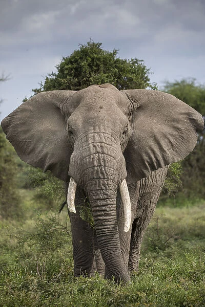 Africa, Tanzania, Ngorongoro Conservation Area, Bull Elephant (Loxodonta africana