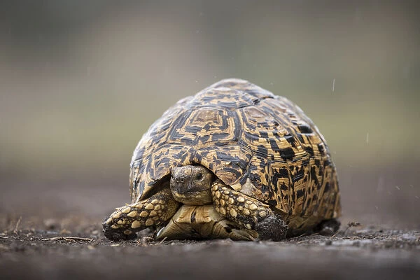 Africa, Tanzania, Ngorongoro Conservation Area, Leopard Tortoise (Geochelone pardalis