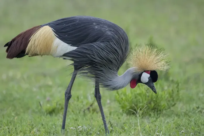 Framed Print : Africa, Tanzania, Ngorongoro Conservation Area, Grey Crowned Crane (Balearica regulorum Framed Print : Africa, Tanzania, Ngorongoro Conservation Area, Grey Crowned Crane (Balearica regulorum