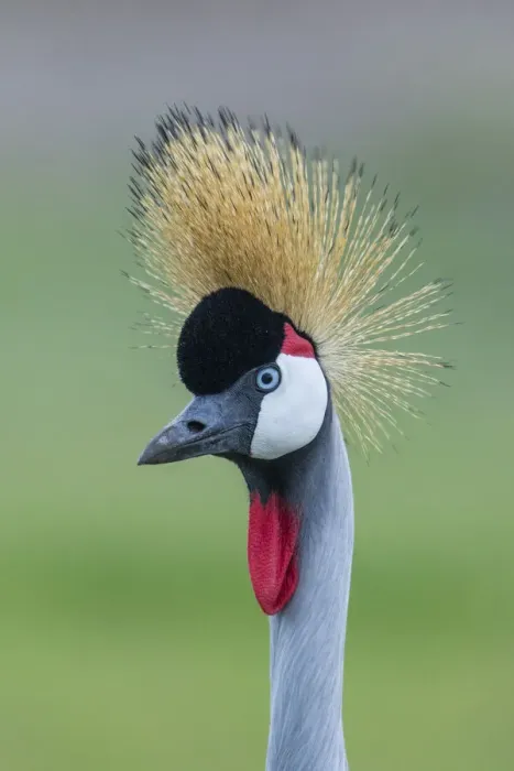 Framed Print : Africa, Tanzania, Ngorongoro Conservation Area, Grey Crowned Crane (Balearica regulorum Framed Print : Africa, Tanzania, Ngorongoro Conservation Area, Grey Crowned Crane (Balearica regulorum