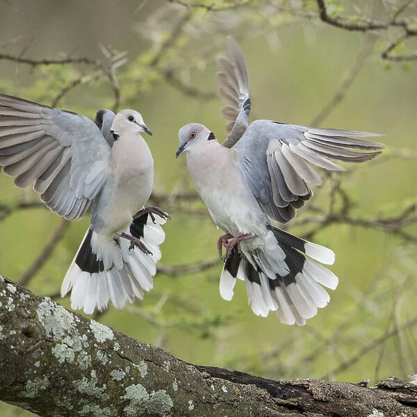 Africa, Tanzania, Ngorongoro Conservation Area, African Mourning Doves