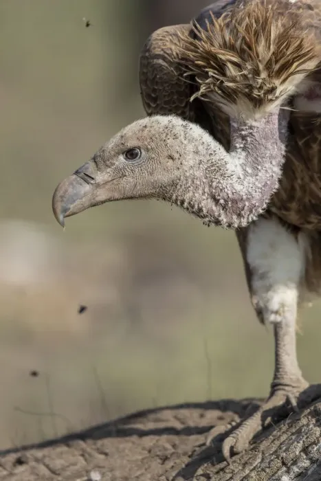 Framed Print : Africa, Tanzania, Ngorongoro Conservation Area, White-backed Vulture (Gyps africanus