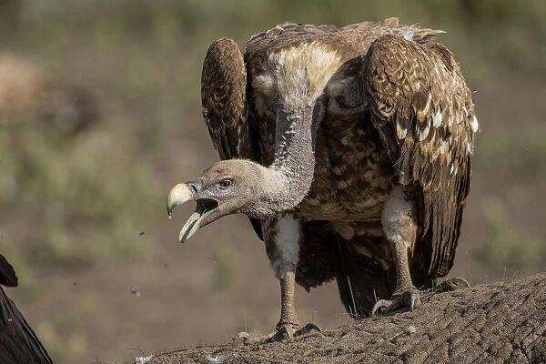 Africa, Tanzania, Ngorongoro Conservation Area, White-backed Vultures (Gyps africanus