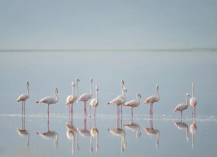 Framed Print : Africa, Tanzania, Ngorongoro Conservation Area. Greater flamingos reflect in lake Framed Print : Africa, Tanzania, Ngorongoro Conservation Area. Greater flamingos reflect in lake