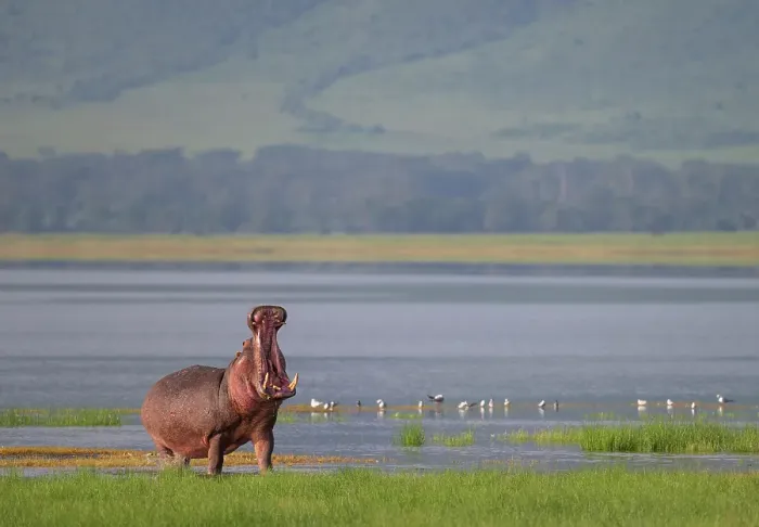 Framed Print : Africa, Tanzania, Ngorongoro Conservation Area. Hippo with open mouth and lake Framed Print : Africa, Tanzania, Ngorongoro Conservation Area. Hippo with open mouth and lake