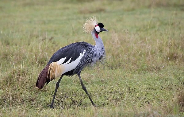 Africa, Tanzania, Ngorongoro Crater, Grey Crowned Crane (Balearica regulorum)