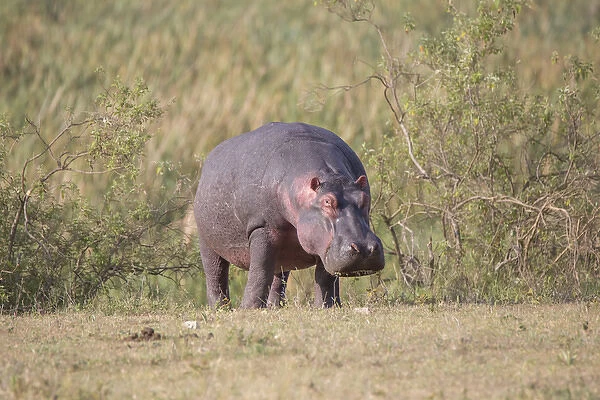 Africa, Tanzania, Ngorongoro Crater. Hippopotamus Hippopotamus amphibius)
