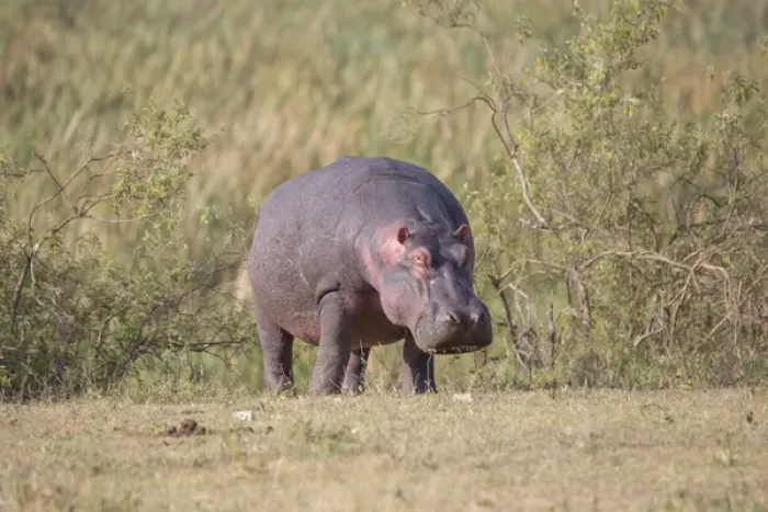 Framed Print : Africa, Tanzania, Ngorongoro Crater. Hippopotamus Hippopotamus amphibius) Framed Print : Africa, Tanzania, Ngorongoro Crater. Hippopotamus Hippopotamus amphibius)