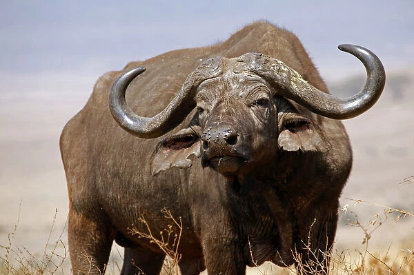 Africa, Tanzania, Ngorongoro Crater. African Buffalo