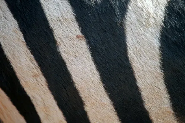 Framed Print : Africa, Tanzania, Ngorongoro Crater. Zebra stripes, close up