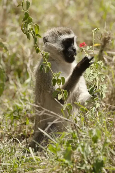 Framed Print : Africa, Tanzania, Ngorongoro Crater, Vervet Monkey, Cercopithecus aethiops, playing Framed Print : Africa, Tanzania, Ngorongoro Crater, Vervet Monkey, Cercopithecus aethiops, playing