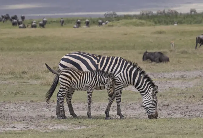 Framed Print : Africa, Tanzania, Ngorongoro Crater. Plains or common zebras, (Equus quagga) grazing Framed Print : Africa, Tanzania, Ngorongoro Crater. Plains or common zebras, (Equus quagga) grazing