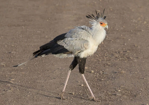 Africa, Tanzania, Ngorongoro Crater. Secretary Bird (Sagittarius serpentarius)