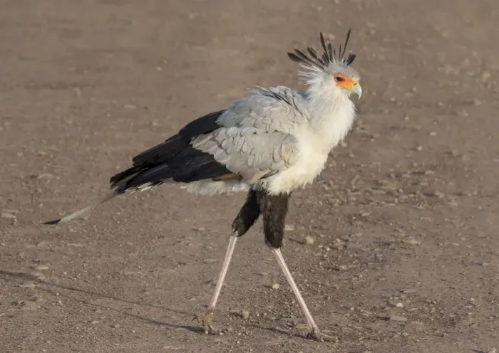 Framed Print : Africa, Tanzania, Ngorongoro Crater. Secretary Bird (Sagittarius serpentarius) Framed Print : Africa, Tanzania, Ngorongoro Crater. Secretary Bird (Sagittarius serpentarius)