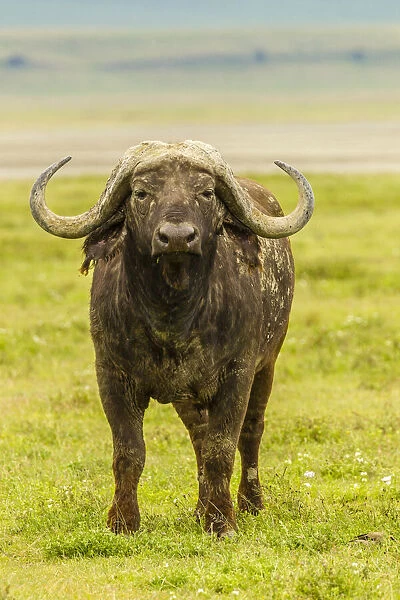 Africa, Tanzania, Ngorongoro Crater. Cape buffalo close-up