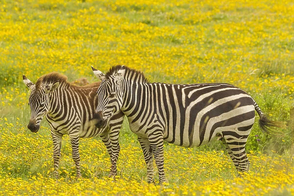 Africa, Tanzania, Ngorongoro Crater. Plains zebra adult and young in flower field
